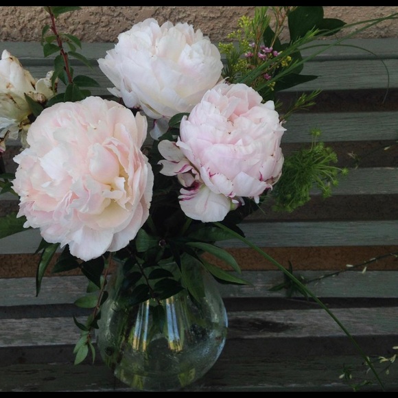 Meet your Posher, Sunny - Picture 1 of 1